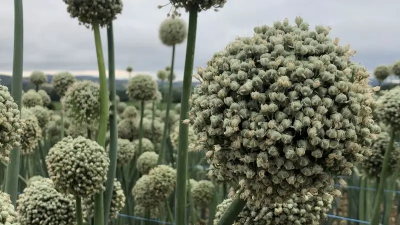 Det franske klima er velegnet til frøproduktion af eksempelvis løg og andre afgrøder. det får Jensen Seeds nu gavn af via opkløbet af franske Astera Seed.