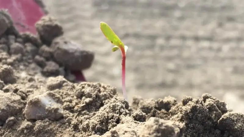 - Sukkerroer er spiren til en sikker og god økonomi i sædskiftet, påpeger Bo JM Secher, chefkonsulent i Agricenter Danmark, Nordic Sugar.