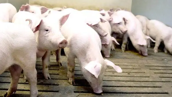Kina har tidligere været ude og proklamere, at deres svinebestand er ved at komme på fode igen efter lang tids kamp mod afrikansk svinepest. Det passer bare ikke. Seneste tal viser derimod, at den kinesiske svineproduktion fortsætter med at falde, og at Kina derfor stadig kæmper med den frygtede sygdom.
