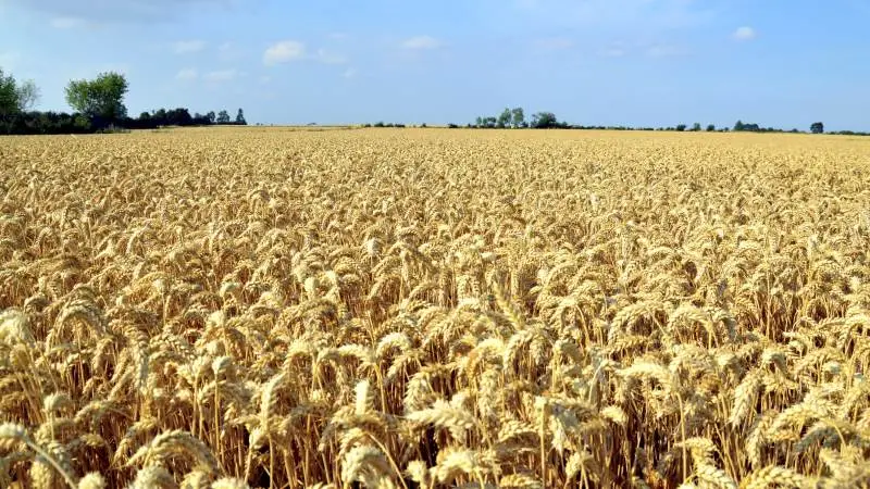Det franske konsulentbureau Strategie Grains nedskriver for ottende måned i træk deres forventninger til dette års samlede europæiske hvedeproduktion. Det er især situationen for hvedearealerne i den sydlige del af Europa, der ifølge det franske konsulentbureau ser skidt ud i år.