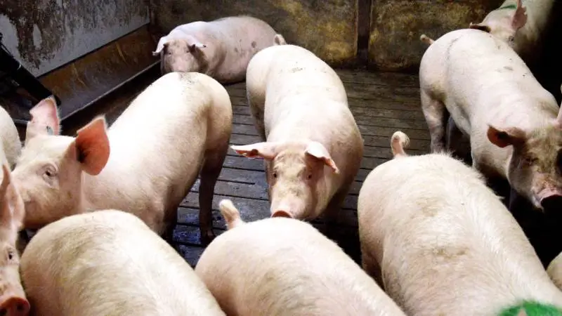Øget fokus på smittebeskyttelse i karantænestalden er en nødvendighed, hvis influenzaspredning i sobesætninger skal minimeres. Det er konklusionen i et veterinært speciale. Arkivfoto: Camilla Bønløkke