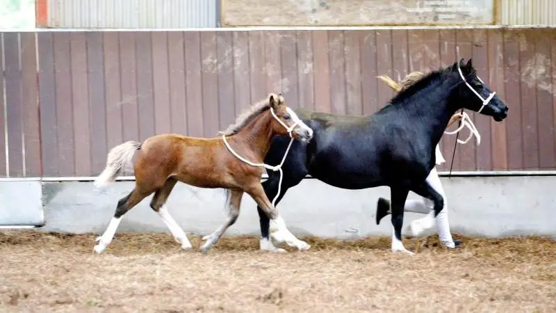 På Fyn tilbydes der i august besigtigelse og mærkning med mikrochip i forbindelse med Dansk Varmblod Følskue og ved Fyns Følskue for ponyracer. Arkivfoto: Camilla Bønløkke