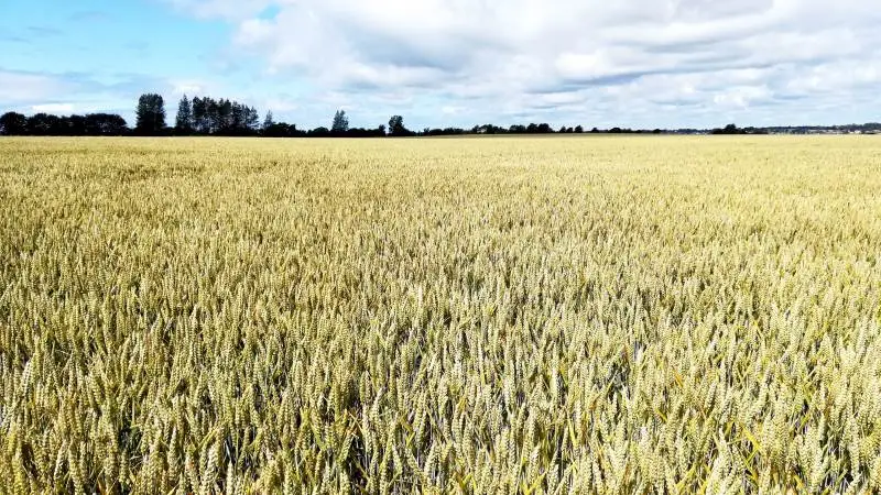 Forskerne vil forstå plantehormons effekt på udbytte og vækst.