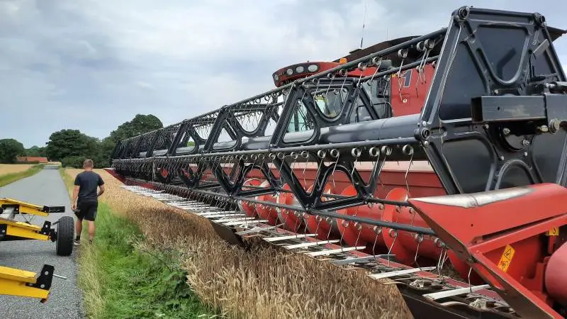 Der skal høstes 1.200 hektar på Storgaarden ved Ringsted, og Kim Kiær vil derfor gerne i gang med de 340 hektar vinterhvede. Derfor prøver han her at tage et skår for at måle vandprocent. Fotos: Jørgen P. Jensen