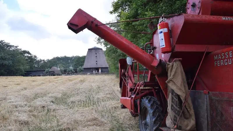 Der bliver både høstet med le, selvbinder og de første mejetærskere på Den Fynske Landsby på lørdag den 8. august. Billedet er fra den populære høstdag for to år siden. Foto: Anders Kurt Simonsen