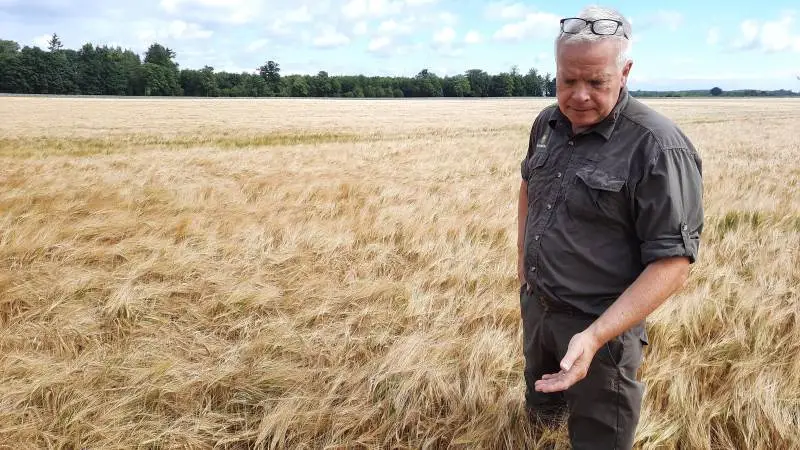 - Jeg har aldrig oplevet et så udfordrende vækstår som i år, fortæller godschef på Knuthenborg, Evald Jensen. Han vurderer dog, at denne KWS Irina vårbyg giver et pænt middeludbytte. Foto: Jørgen P. Jensen