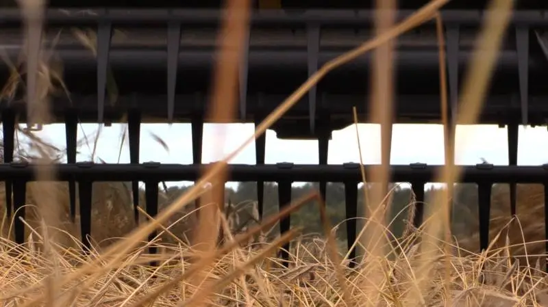Tornslev Landbrug skårlagde onsdag økologisk rug. Anders og Henning Tornslev Bach håber, at det holder tørt de næste dage, så høsten kan komme i hus. Foto: Alexander Dornwirth