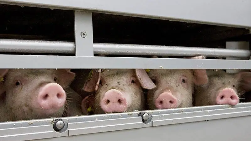 Varmt vejr i Europa fik i sidste uge Fødevarestyrelsen til at melde ud, at de tilbagesender en betydelig mængde logbøger, da der ikke er taget højde for, at transporten går igennem områder, hvor udetemperaturen overstiger 30 grader.
