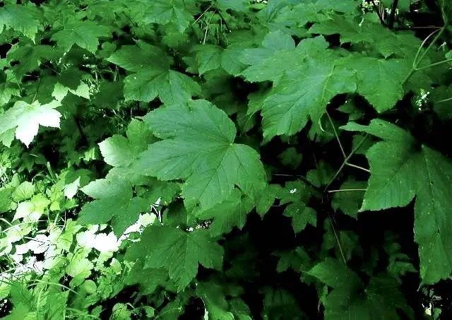 Ikke alle arter af ahorn er giftige. I Europa er det så vidt vides kun ahorn eller æren, Acer psedoplatanus (billedet), der har givet anledning til forgiftning.
