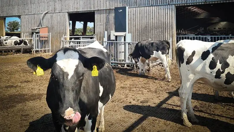 LJM - Lind Jensen Agro har netop udviklet en stempelpumpe til kvægstalde, hvor gyllen kan pumpes over lange distancer.
