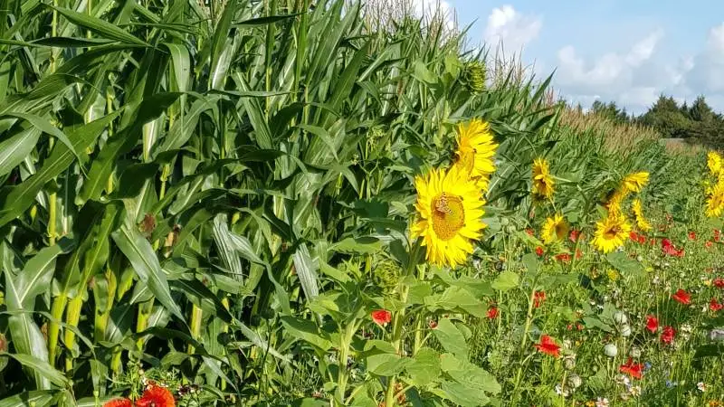 Forhandlinger om natur- og biodoversitetspakke er blevet udskudt i et år.