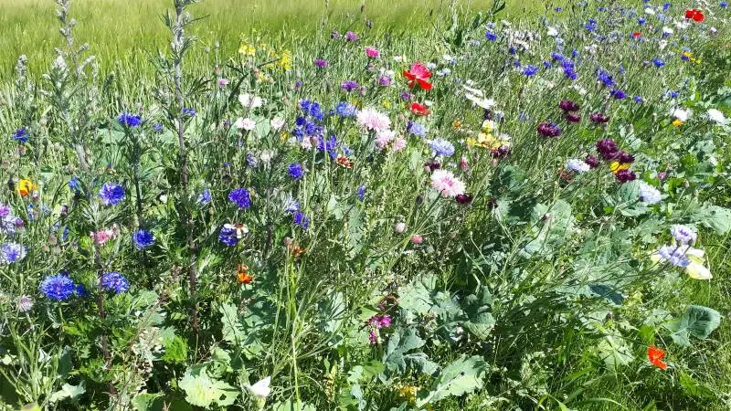 Velas udfører forsøg med blandt andet blomsterstribers indvirkning på antallet af insekter og markvildt på bedriften. Arkivfoto.
