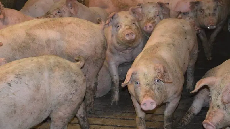 I normtal for svinegødning beregnes indholdet i gødningen ud fra produktionskontrollernes landsgennemsnit for vægtintervaller og fodereffektivitet - i kombination med data for svinefoderets indhold. Arkivfotos: Camilla Bønløkke