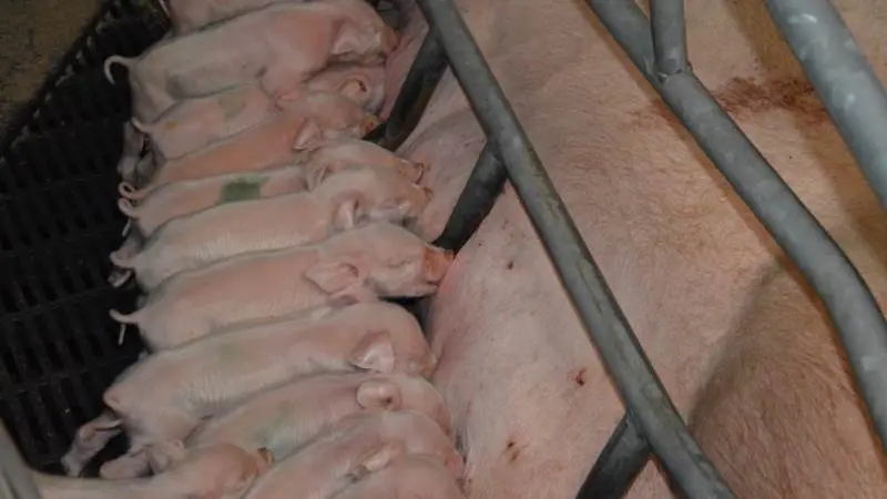 Seges Svineproduktion oplyser, at en ny stamme for porcint parvovirus er kommet til Danmark. Virussen kan have konsekvenser for antallet af levendefødte. Arkivfotos: Camilla Bønløkke