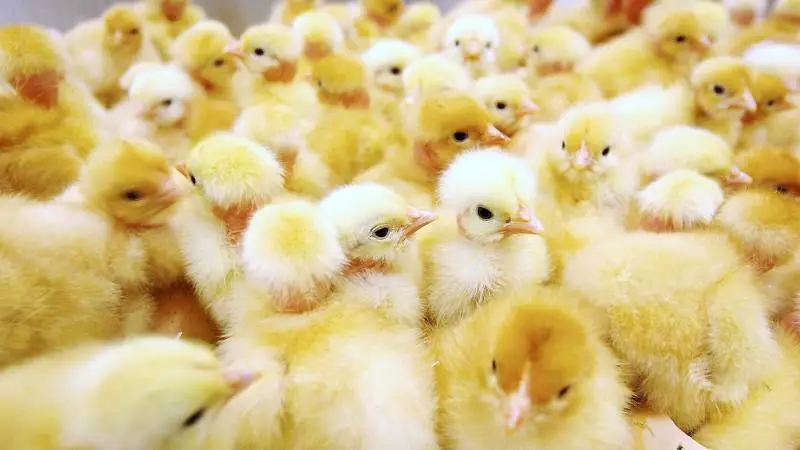 MSD Animal Health lancerer et nyt produkt, Exzolt, til behandling af blodmider hos hønniker, avlsdyr og æglæggende høns.