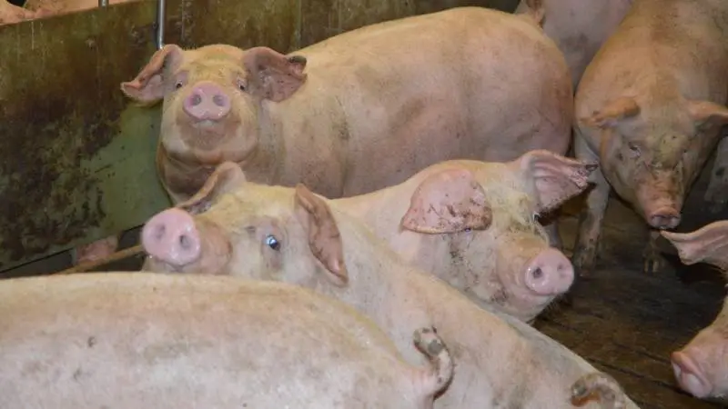 Produktionskoncept Slagtesvin blev i 2016 sat i søen med det formål at sikre fokus på systematik og opfølgning hos de deltagende slagtesvinebedrifter. Arkivfoto: Camilla Bønløkke