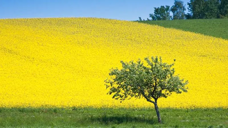 Franske Agritel skrev mandag, at i lyset af de nuværende udfordringer så kan næste års franske høstarealer af rapsfrø lande under én million hektarer. Foto: Colourbox.