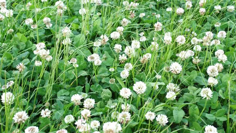 Companion crops er en eller flere plantearter, der bliver sået sammen med en hovedafgrøde – her for eksempel hvidkløver. Formålet med at så companion crops er at opnå en positiv effekt på hovedafgrøden for eksempel i form af bedre optagelse af næringsstoffer, beskyttelse mod sygdomme og skadedyr eller mod ukrudtsplanter. Arkivfoto