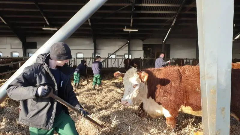 Op mod 100 unge mennesker får mulighed for at lege landmænd i en dag eller to i efterårsferien i Nordjylland.