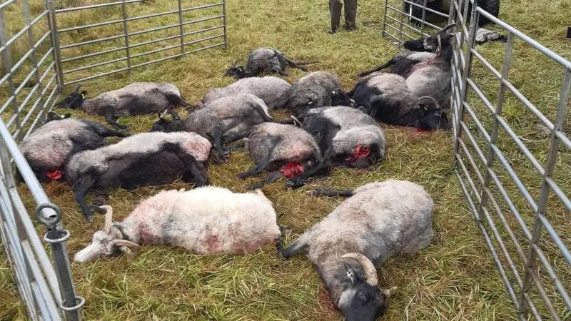 Endnu engang har hvad der tegner til at være en eller flere ulve, skambidt og dræbt 28 får i Vestjylland.