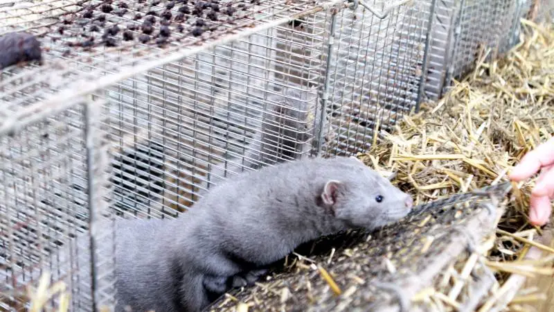 Den kompensationsordning til de mange minkavlere, som de kommende måneder skal have aflivet deres mink, er nu på plads.
