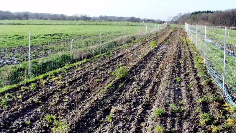 Situationen omkring nyplantninger er, at de reelt ikke forekommer. De statslige tilskud er faldet bort, samtidig med at stramme krav og hård kontrol tager lysten fra læplantningslaugene. Der er dog stadig lodsejere, der for egen regning planter nye læhegn. Fordelen er, at man er fri for snærende restriktioner med hensyn til valg af planter, renholdelse med mere. Arkivfoto