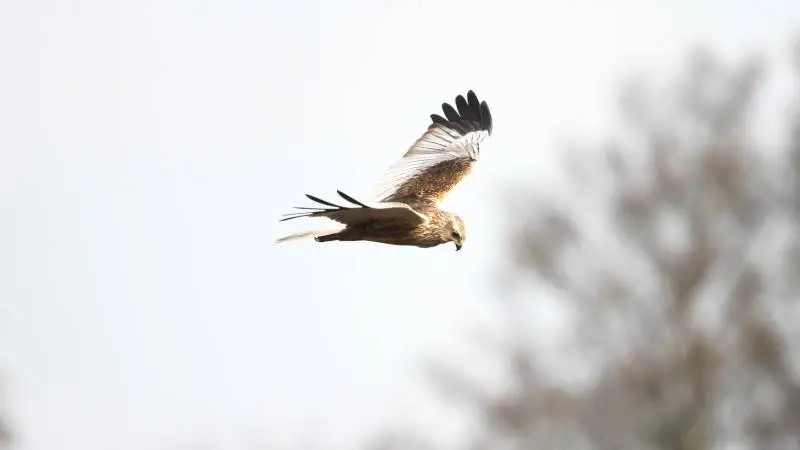 Ekkodalens Moser skal føres tilbage til et stort naturområde – til gavn for ikoniske arter som blandt andet rørhøgen. Foto: Peter Pelle