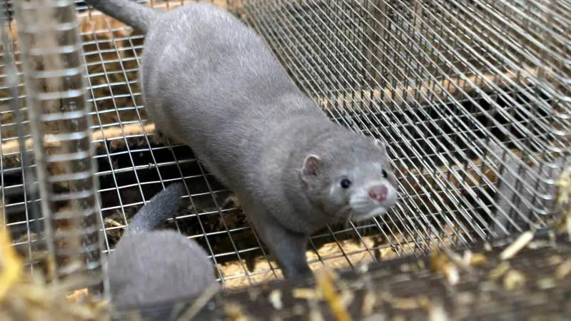 Antallet af borgmestre, der opfordrer regeringen til at stoppe den nuværende aflivningsstrategi på minkfarme, stiger.