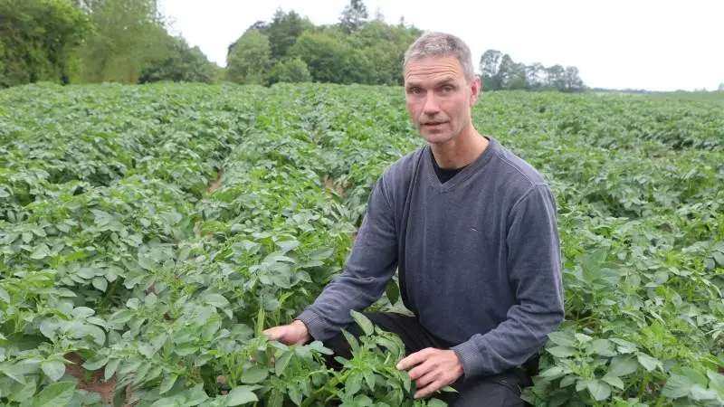 - Vi havde håbet på et grundlag, så processen kunne speedes op. Men vi er landet midt imellem, lyder det fra planteavler Lau Hvid Hansen efter et samlet tilsagn på omkring 4.000 hektar melkartofler fra potentielle dyrkere på både Fyn og Sjælland. Arkivfoto: Erik Hansen