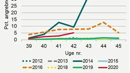 Udviklingen i mængden af bladlus sammenlignet med tidligere år. Det fremgår, at vi her i uge 42 ser det tredje højeste angreb indenfor de seneste otte år. Kilde: Seges