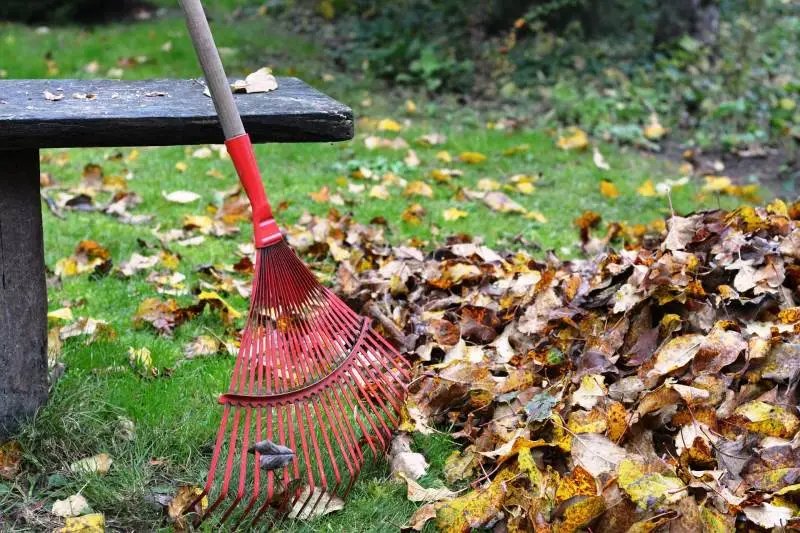 Naturens smådyr er langt vigtigere føde for småfugle end frøblandinger og mejsekugler. Derfor er det vigtigt at lade nedfaldne blade og kvas liggende i haven, hvor smådyr opholder sig i vinterhalvåret. Foto: Dyrenes Beskyttelse
