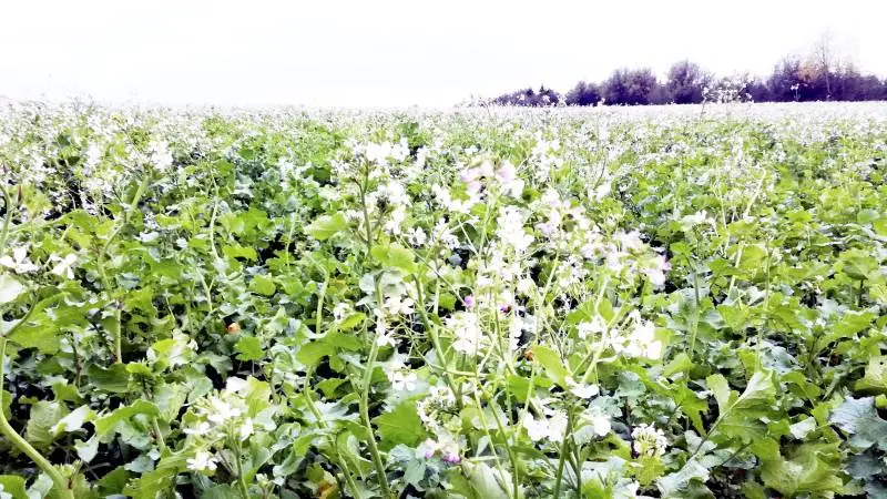 Velux-projektet »Naturen - en rentabel del af landbruget«, hvor landboforeningen Agri Nord og rådgivningsselskabet Velas har siddet med i styregruppen, påpeger at en målrettet placering af efterafgrøder kan reducere arealet med efterafgrøder og stadig opnå samme miljøgevinst i fjorden. Arkivfoto: Camilla Bønløkke