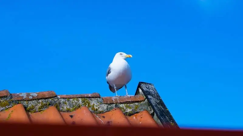Hidtil har det været et mysterium, hvordan smitten med Covid-19 har spredt sig mellem minkfarme. Nu er man måske et skridt tættere på svaret. | Foto: Daniel Barber.