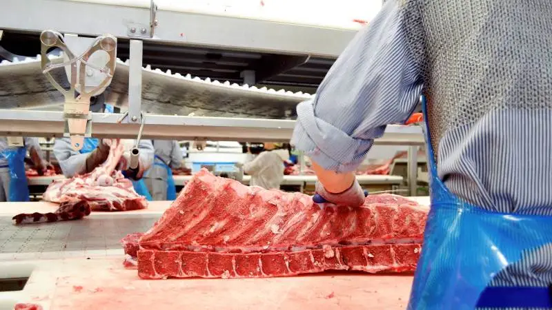 Det er hårde tider for kreaturproducenterne, for prisen på oksekød er meget lave på grund af coronapandemien. Foto: Anne Louise Mikkelsen