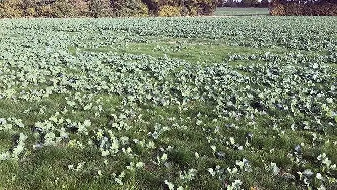 Væselhale kan etablere sig voldsomt i tynde rapsmarker. Anvendelse af Kerb i denne mark kan ikke bekæmpe væselhale, og omsåning bør overvejes. Fotos: Seges