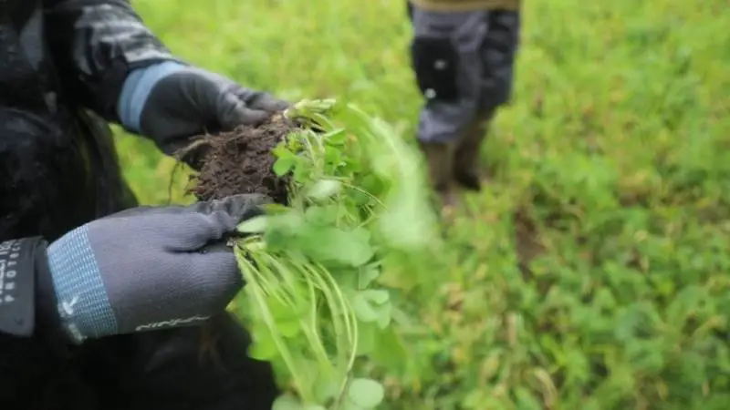 Markradise blomstrer sent og bliver ved med at gro længe, hvilket er en god egenskab for en efterafgrøde. Fotos: Sagro