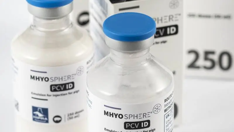 Medicinalfirmaet Hipra har netop lanceret vaccinen Mhyosphere PCV ID, der er den første nålefri, intradermale (i huden), alt i én-vaccine mod Mycoplasma hyopneumoniae og PCV2. Fotos: Hipra