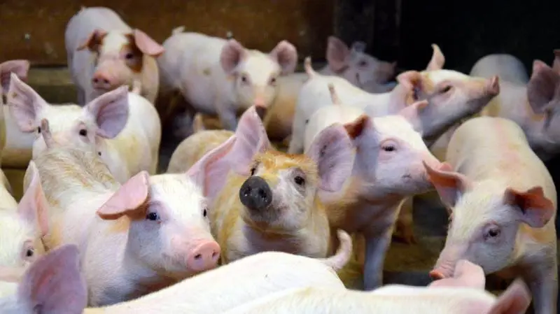 For to uger siden opfordrede Tican, Danish Crown og Landbrug & Fødevarer Svineproduktion producenter til at oprette ledige staldpladser på Staldbørsen. De første små 10.000 stipladser er lagt på, men i tilfælde af konflikt vil der være brug for mange flere.