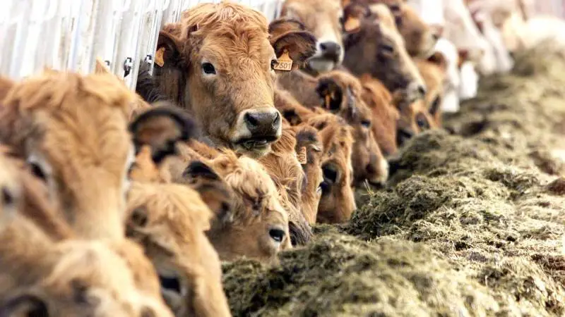 Som mælkeproducenter har vi først og fremmest ondt af vores dygtige kolleger, lyder det om minkavlerens situation fra en gruppe mælkeproducenter i Vestjylland.