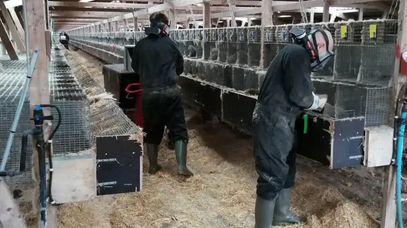 Aflivningskasserne blev sat i gang på Minkfarmen Norden morgenen efter, at statsministeren have bebudet aflivning af samtlige landets mink. Fotos: Minkfarmen Norden