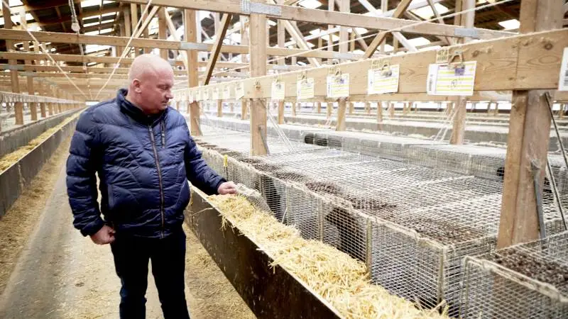 - Vi håber til det sidste at kunne beholde avlsdyr. Ellers er dansk minkproduktion tabt for evigt, lød det sidste mandag fra Niels Danielsen, da LandbrugFyn var på besøg på Ellinge Minkfarm. I burene ses nogle af de 15.000 tæver, som efter planen skulle udgøre næste års avlsgrundlag. Derfor blev de i første omgang fredet.