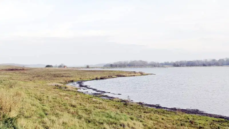Der skal være mere natur på de lavtliggende jorde, der nu bliver brugt til landbrug, mener man hos Venstre. Foto: Lasse Ege Pedersen