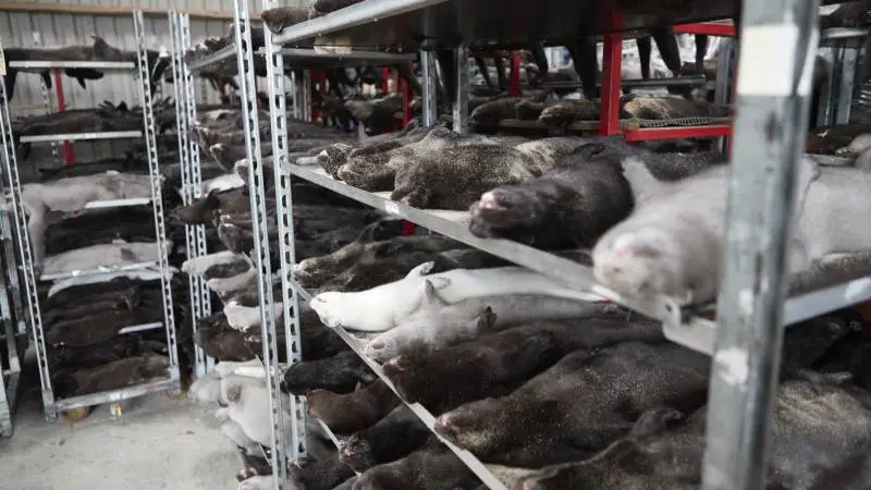 Aflivningen af mink i Danmark har været i fuld gang de seneste dage og forventes afsluttet i denne uge. Arkivfoto