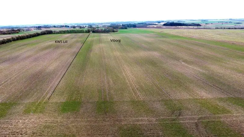 Dronefoto af Hvede 2.0 demomarken hos Kristian Boel Østergaard, Mariesminde Landbrug nær Skive. Det kan fornemmes, at sorten KWS Lili til venstre på nuværende tidspunkt er knapt så langt fremme som Viborg til højre. Foto: Just Bach Andersen