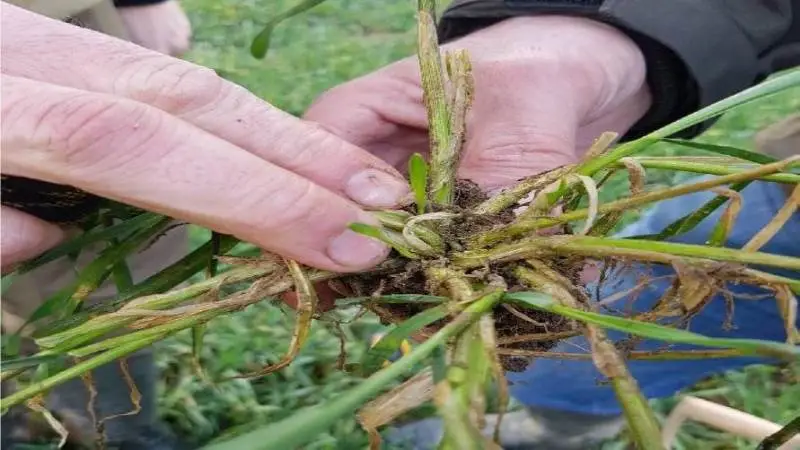 Her ses en rugplante, der som følge af tidlig såning har kraftig udvikling af sideskud fra efteråret. - Planten har på nuværende tidspunkt tegn på udvikling af tre nye sideskud, som bør reduceres, da de er spild af kræfter og energi og vil øge risikoen for svage og sent udviklet småaks med ringe udbytte og risiko for meldrøjer, understreger Søren Schnipper, AgroPro. Foto: AgroPro