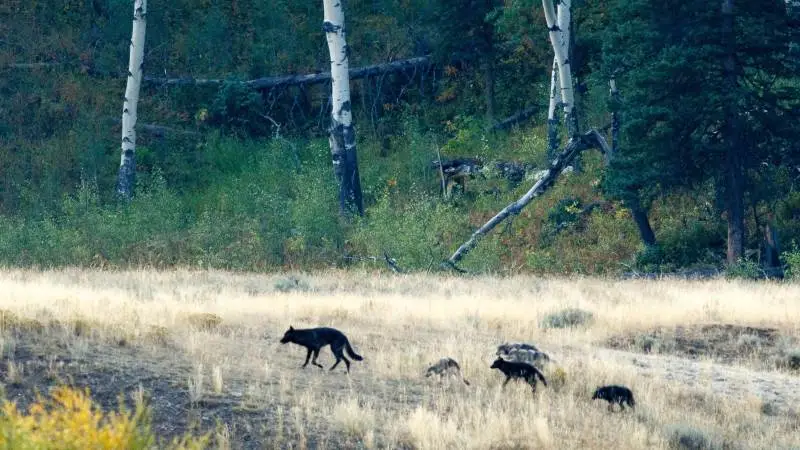 Det er første gang, siden der kom ulve tilbage til Danmark i 2012, at en ulv er fundet skudt. Arkivfoto: Colourbox