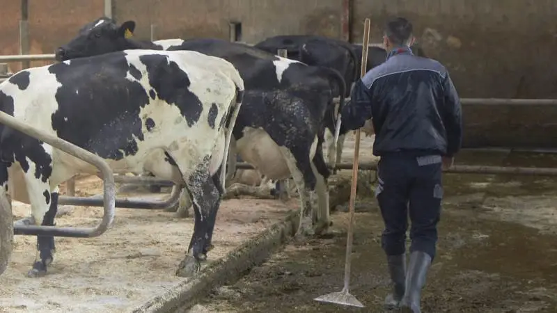 - Vi får lige nu rigtig mange henvendelser fra ulykkelige familier (af udenlandsk ophav, red.), der står i den situation, at de skal hjemsendes, siger teamleder for HR & Rekruttering i Agri Nord, Vittus Bernlow.