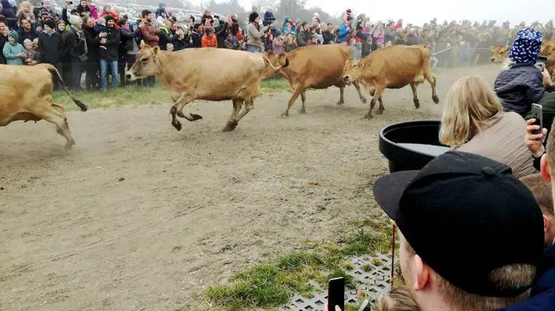 Der var gang i øko-køerne landet over i forbindelse med økodag. Som blandt her på Karensminde I/S ved Rønde i Østjylland, hvor besætningen består af 180 jerseykøer. Foto: John Ankersen