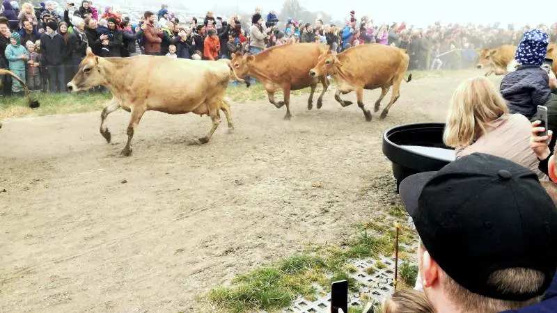 Der var fuld fart på, da jerseykøerne fra besætningen på 180 køer på Karensminde I/S i Følle på Djursland, blev lukket på græs. Omkring 7.000 gæster var mødt op på Økodagen.