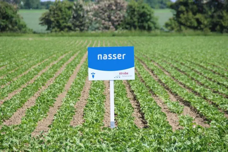 Nasser er en af de sorter, man kan købe i Strubes webshop.
